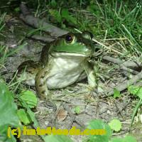 /home//u458753944/public_html/sourcegallery/////////////////Frogs/More bullfrogs/P7010199.JPG